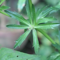 Eryngium foetidum L.